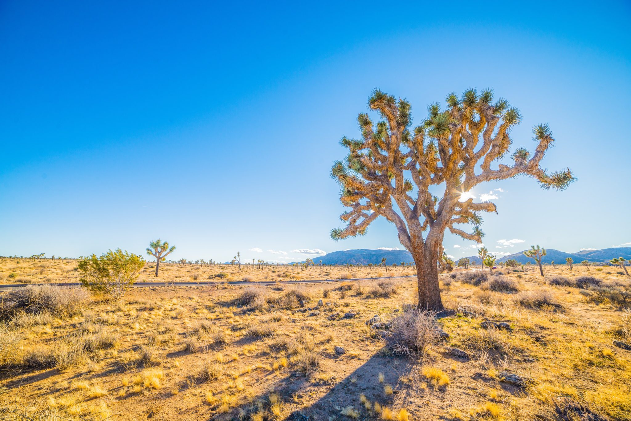 Joshua Tree