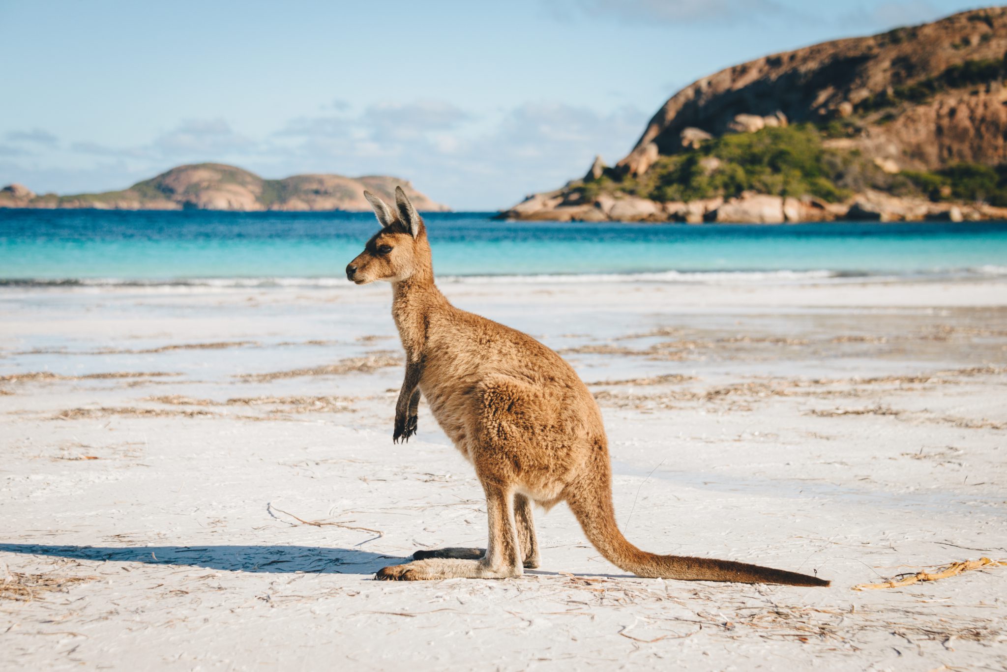 Kangaroo at Lucky Bay in the Cape Le Grand National Park near Esperance, Western Australia