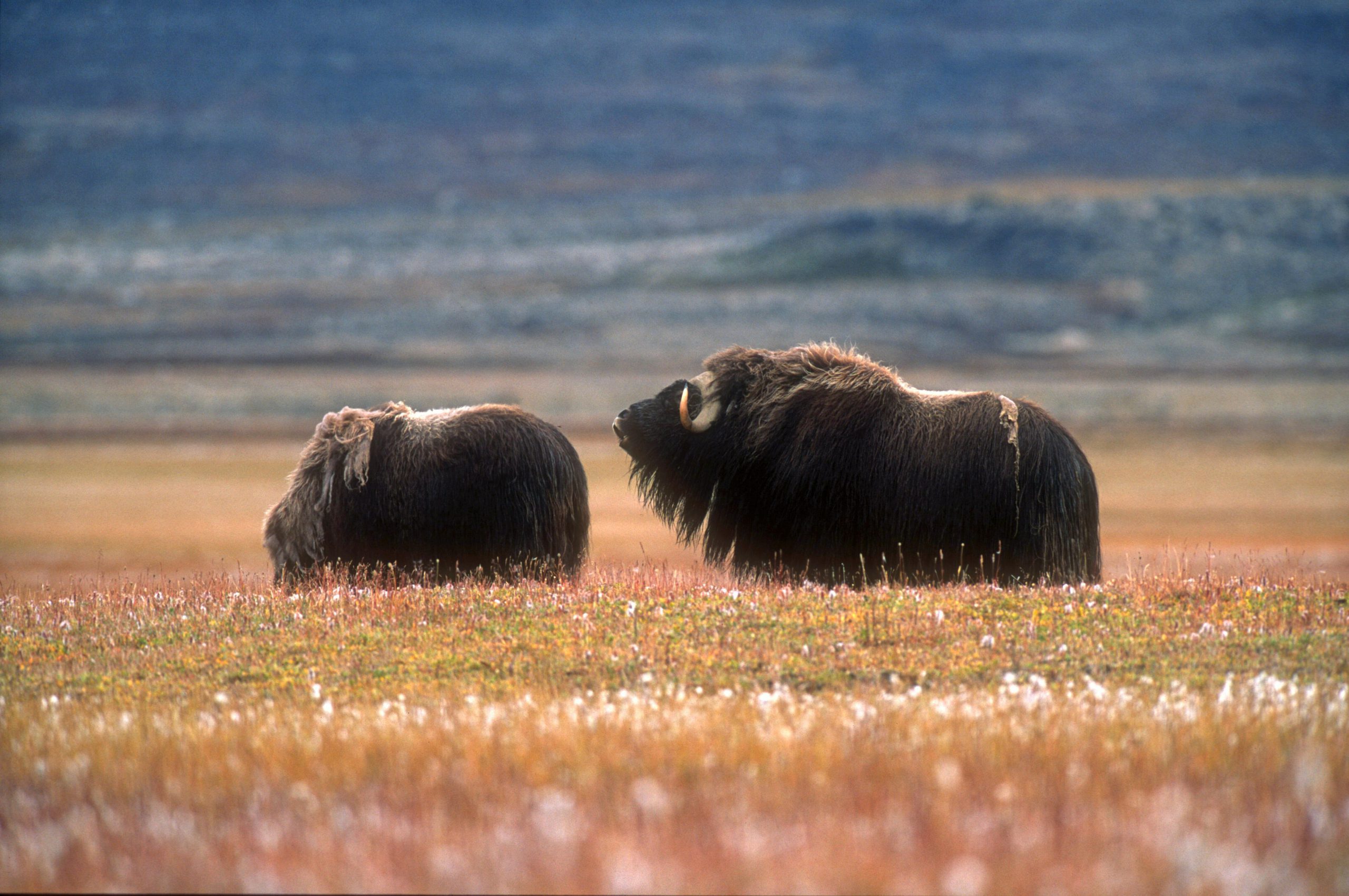 Male musk ox mooing