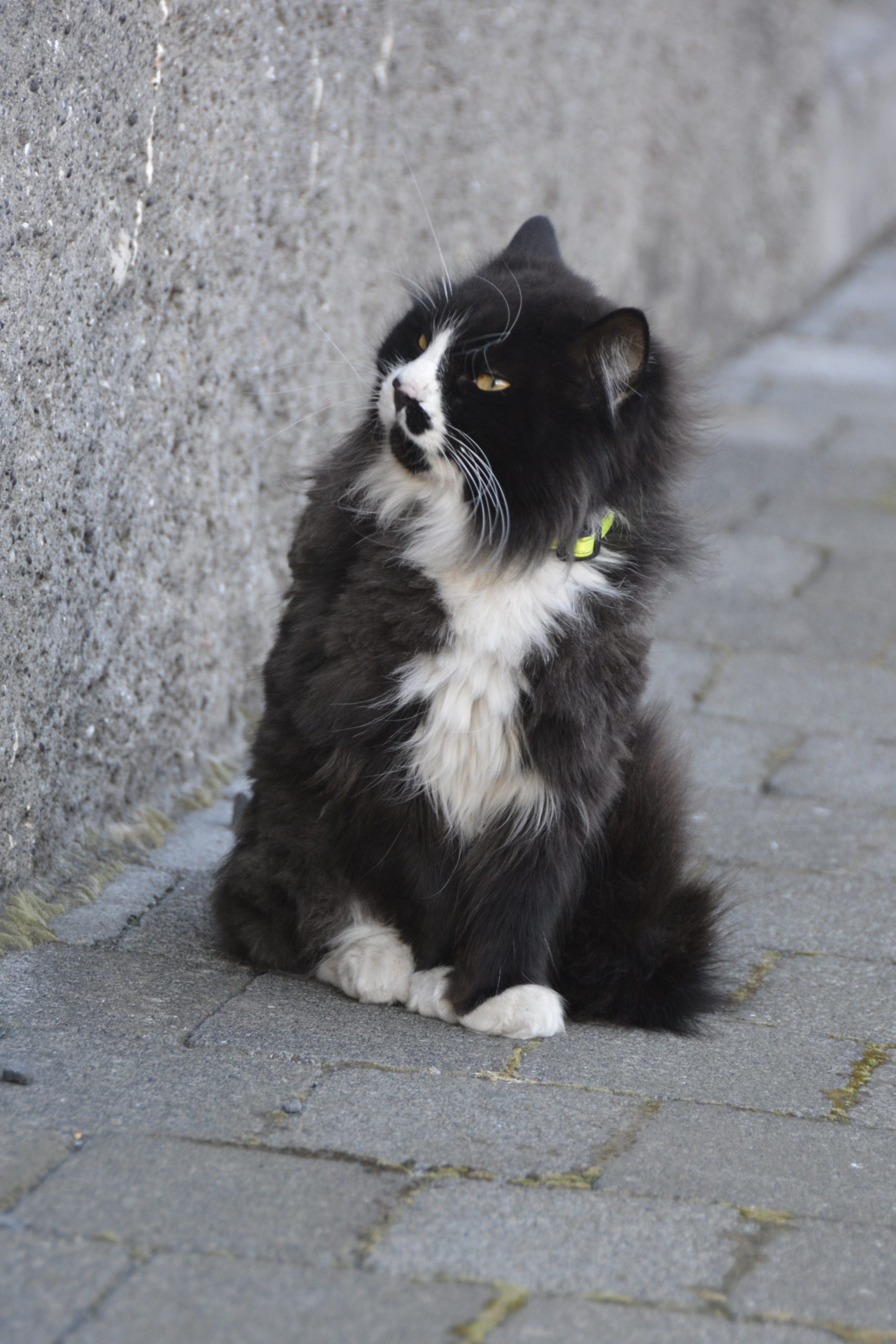 Kat in Reykjavík