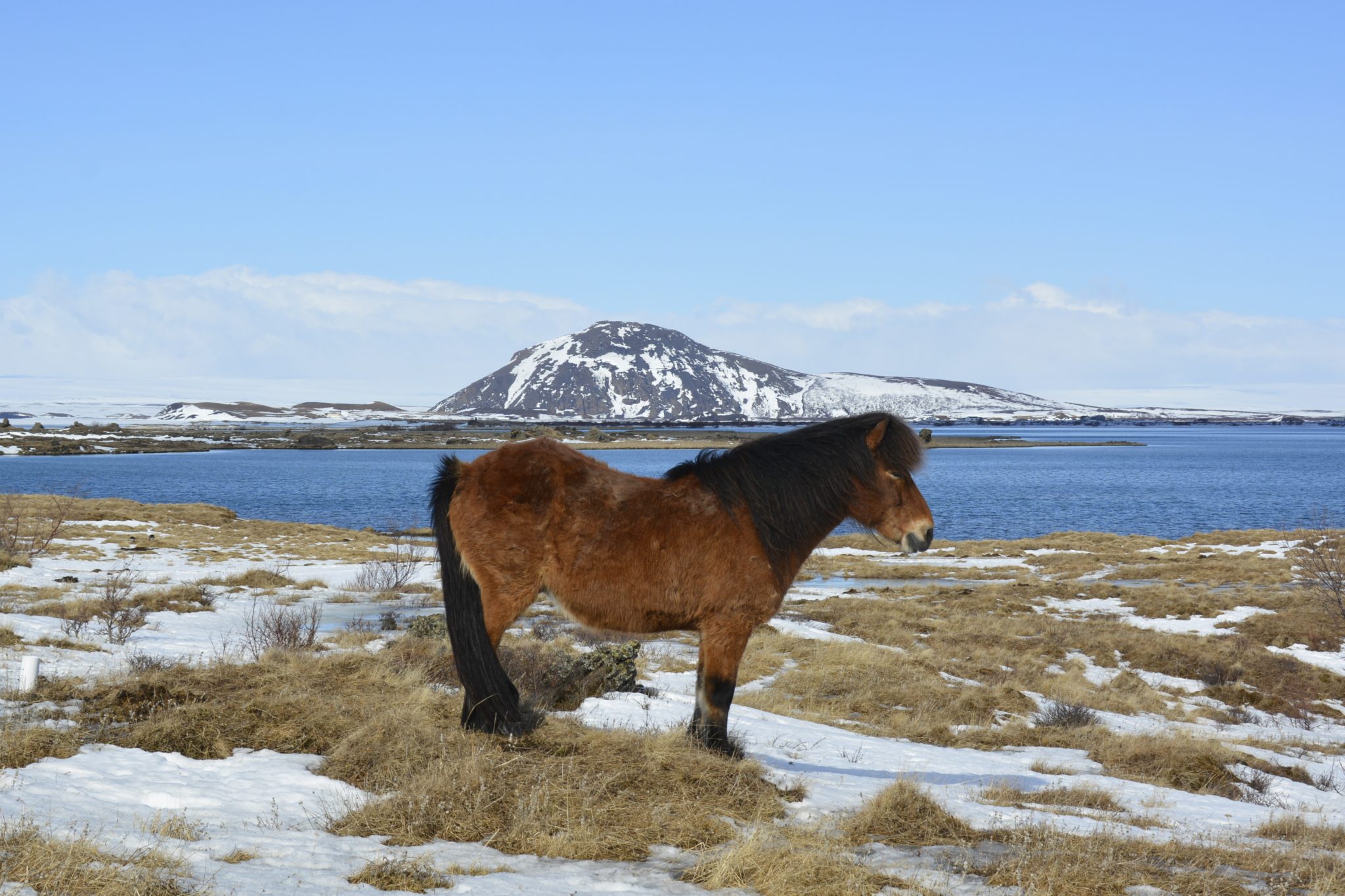 IJsland in april - IJslands paard bij Mývatn