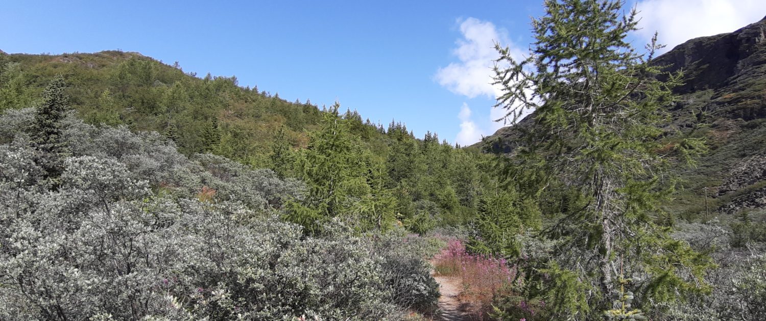 Narsarsuaq - Forest
