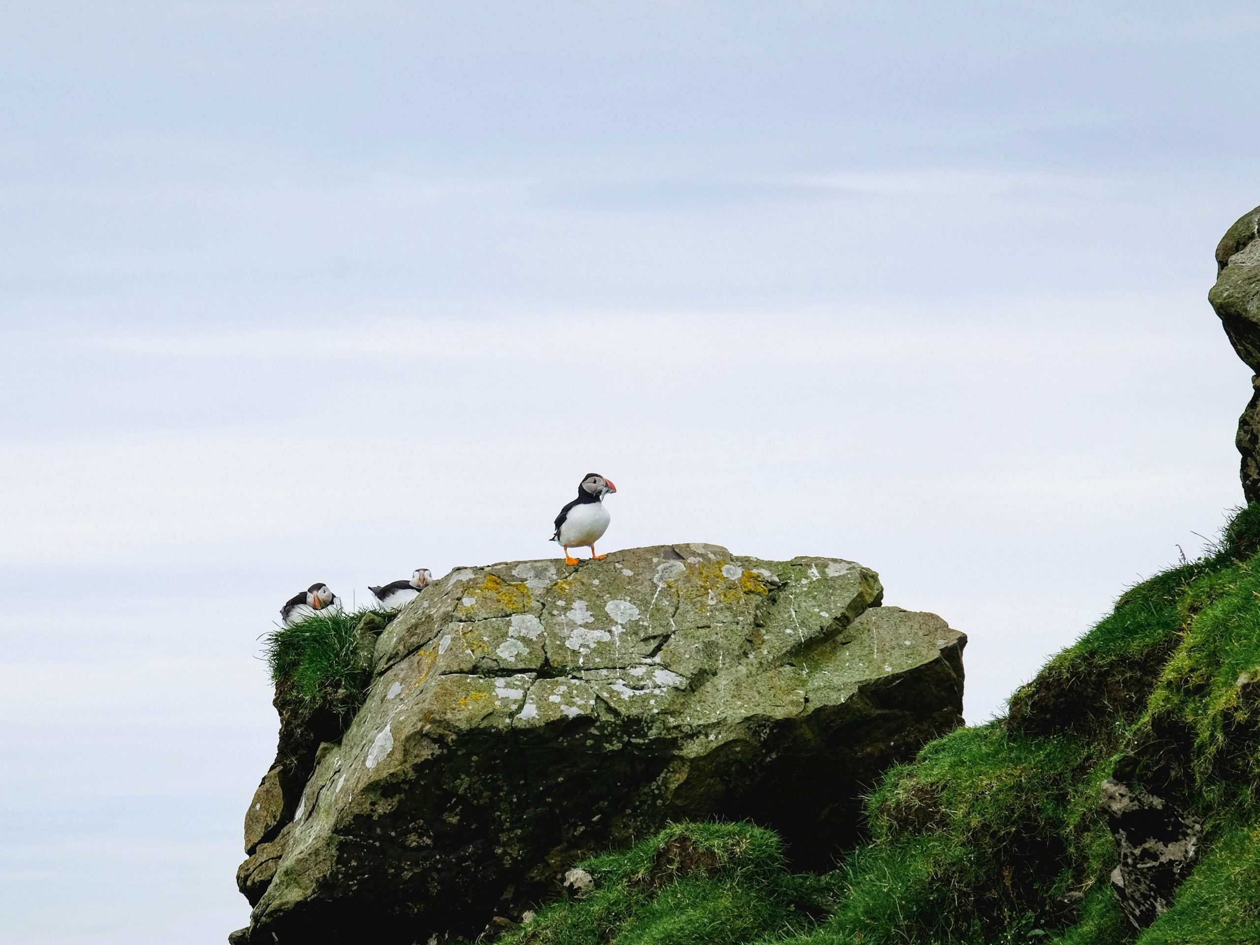 Spot de papegaaiduiker​ op Mykines of Skúvoy