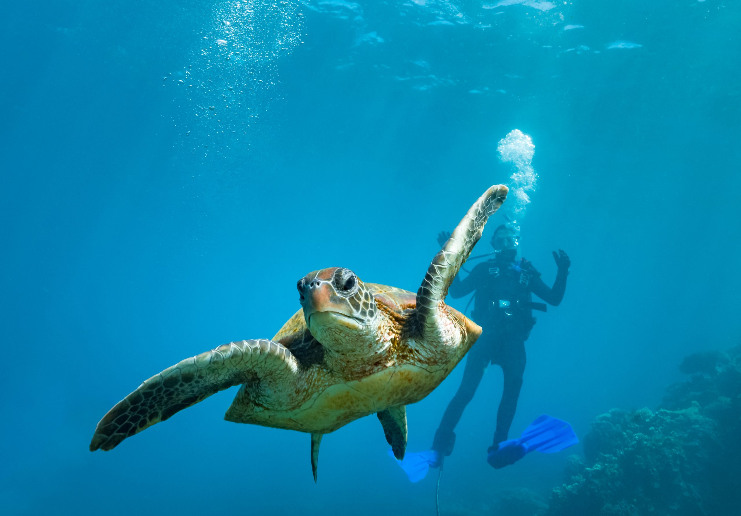 green turtle and a scuba diver coral bay western australia