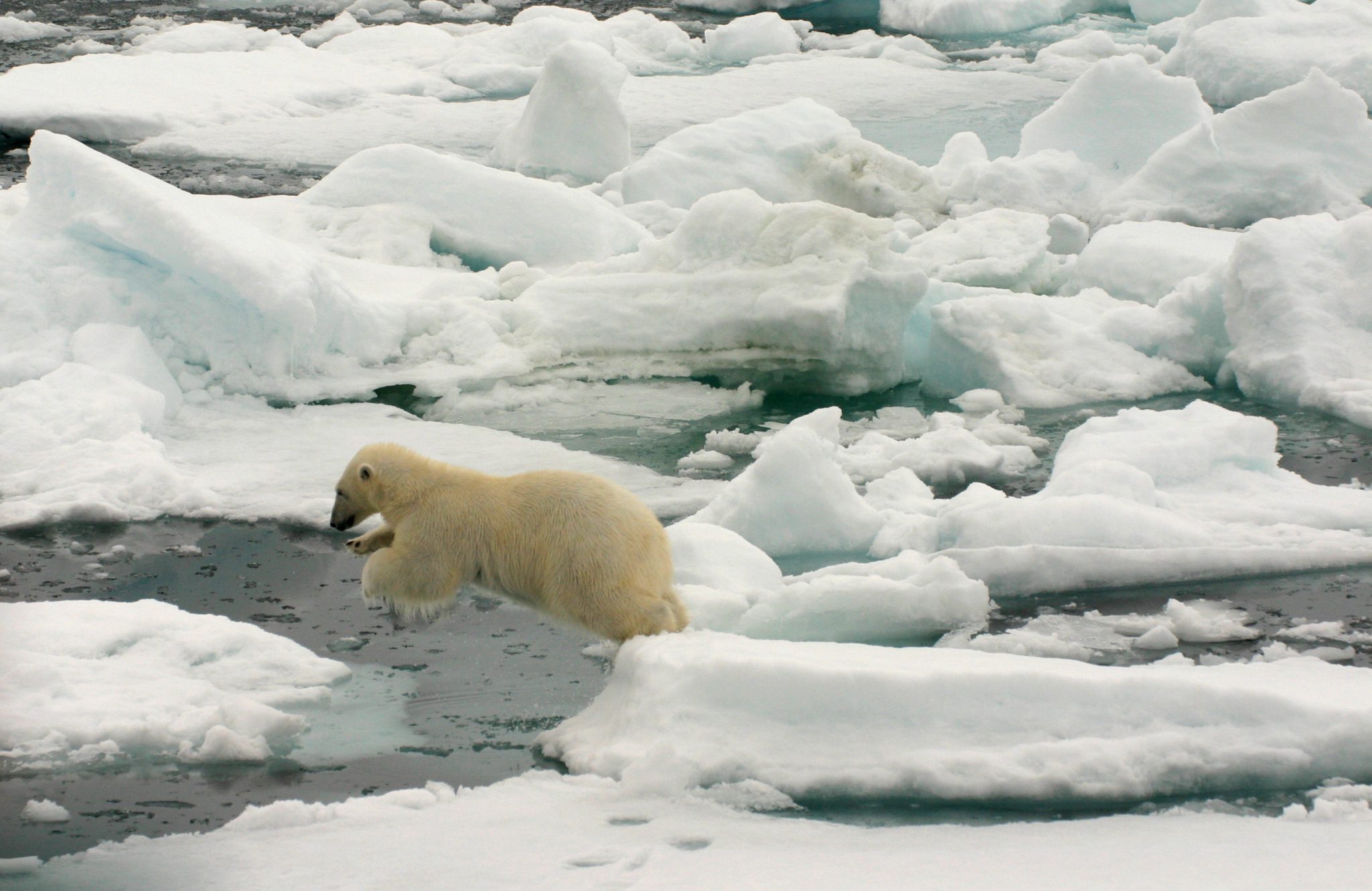 Ijsbeer Noord-Spitsbergen