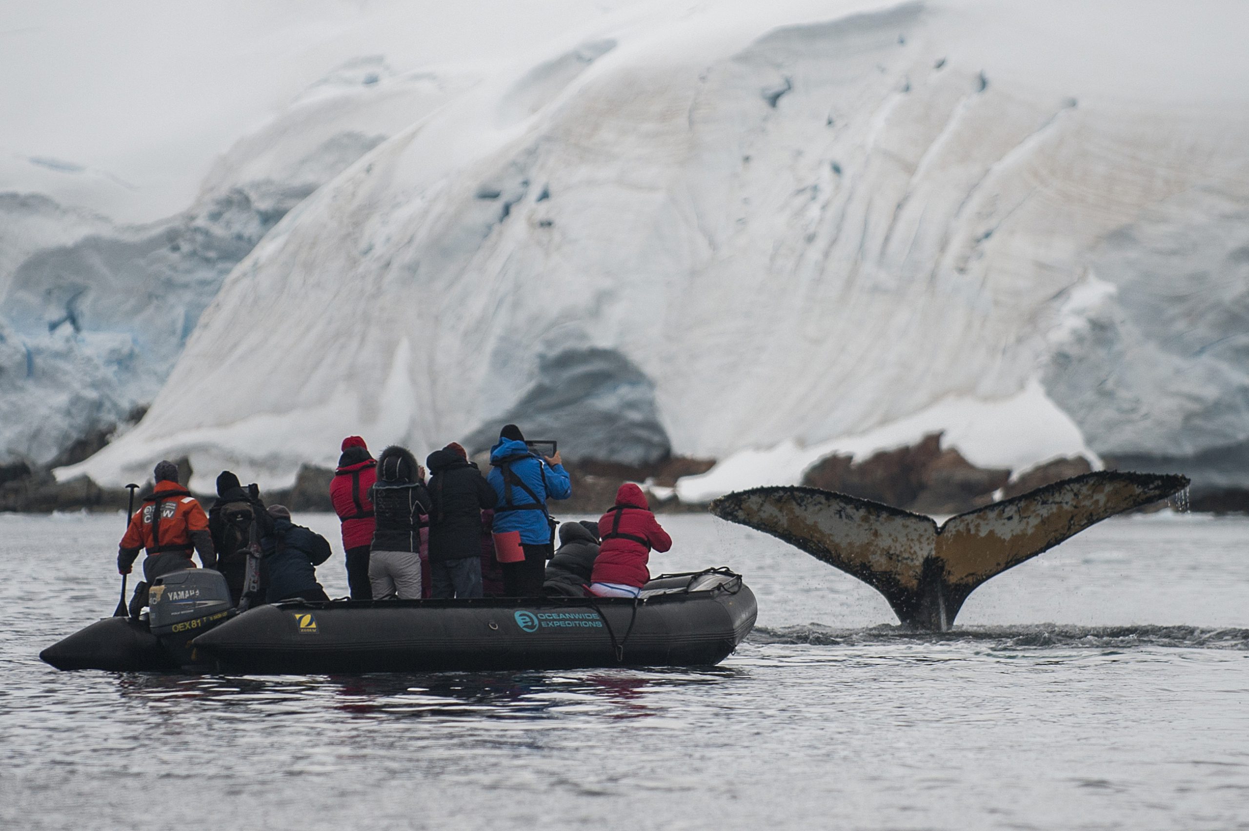 Zodiac cruising, Antarctic Peninsula