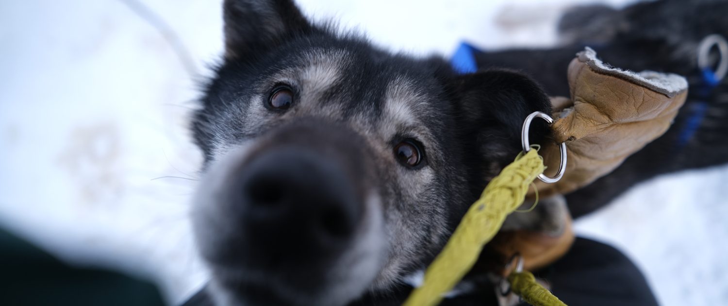 Spitsbergen, foto: Nyncke Ernst Spitsbergen, foto: Nyncke Ernst