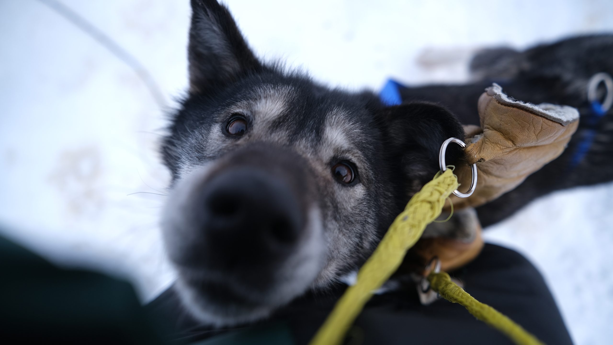 Spitsbergen, foto: Nyncke Ernst Spitsbergen, foto: Nyncke Ernst