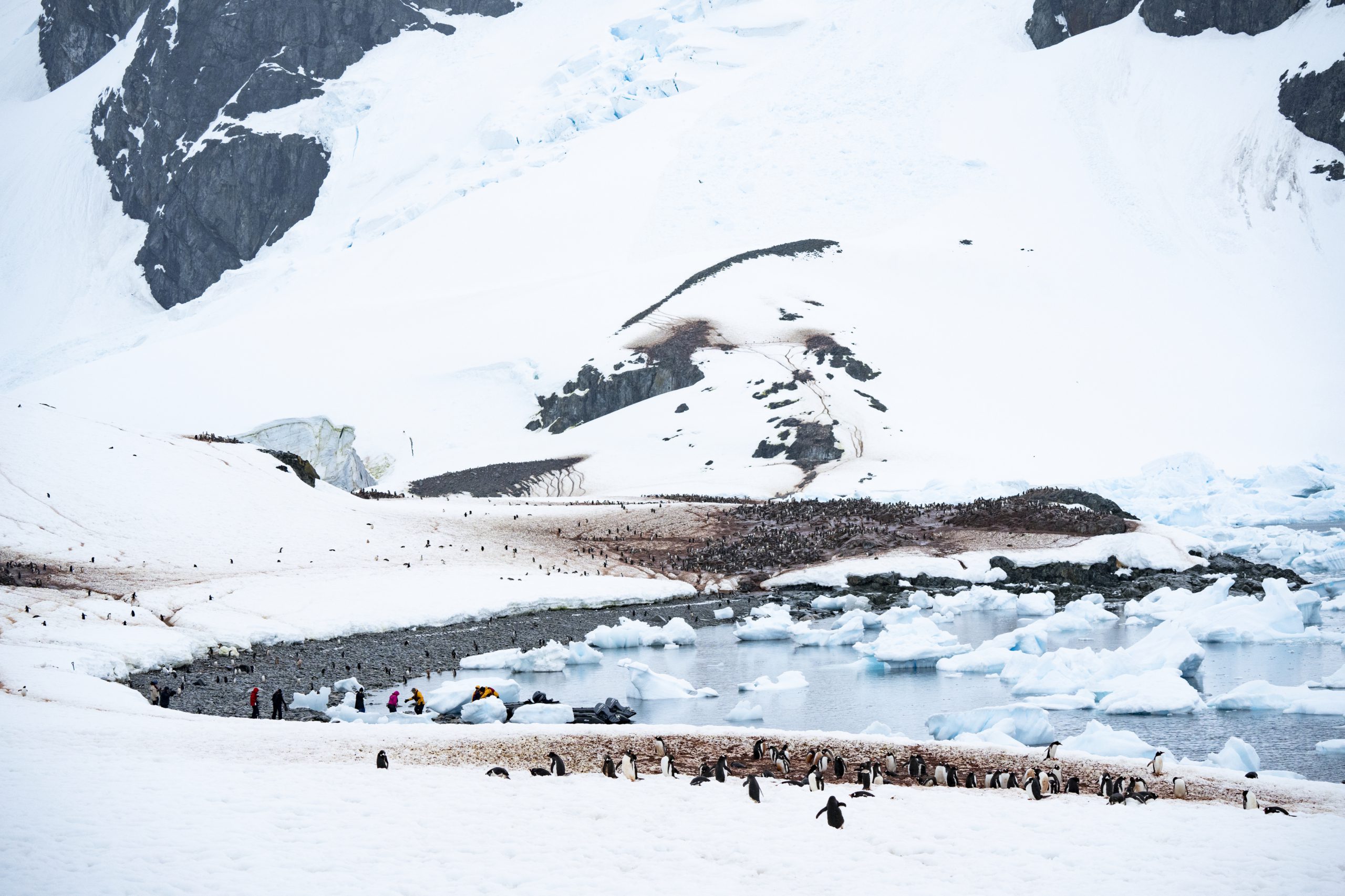 Wildlife op Antarctica
