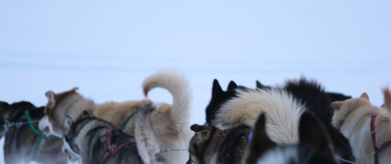 Spitsbergen, foto: Nyncke Ernst Spitsbergen, foto: Nyncke Ernst