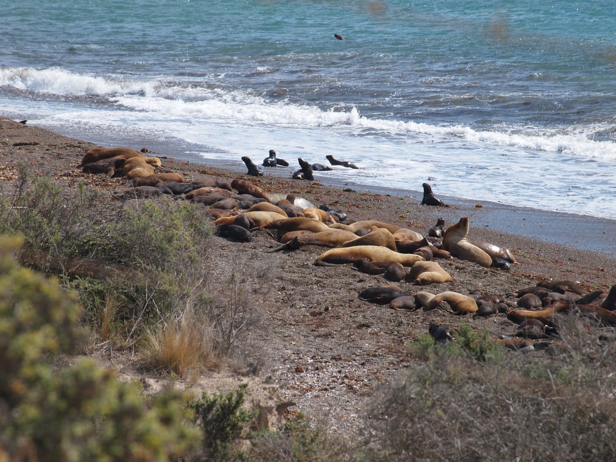 Peninsula Valdés