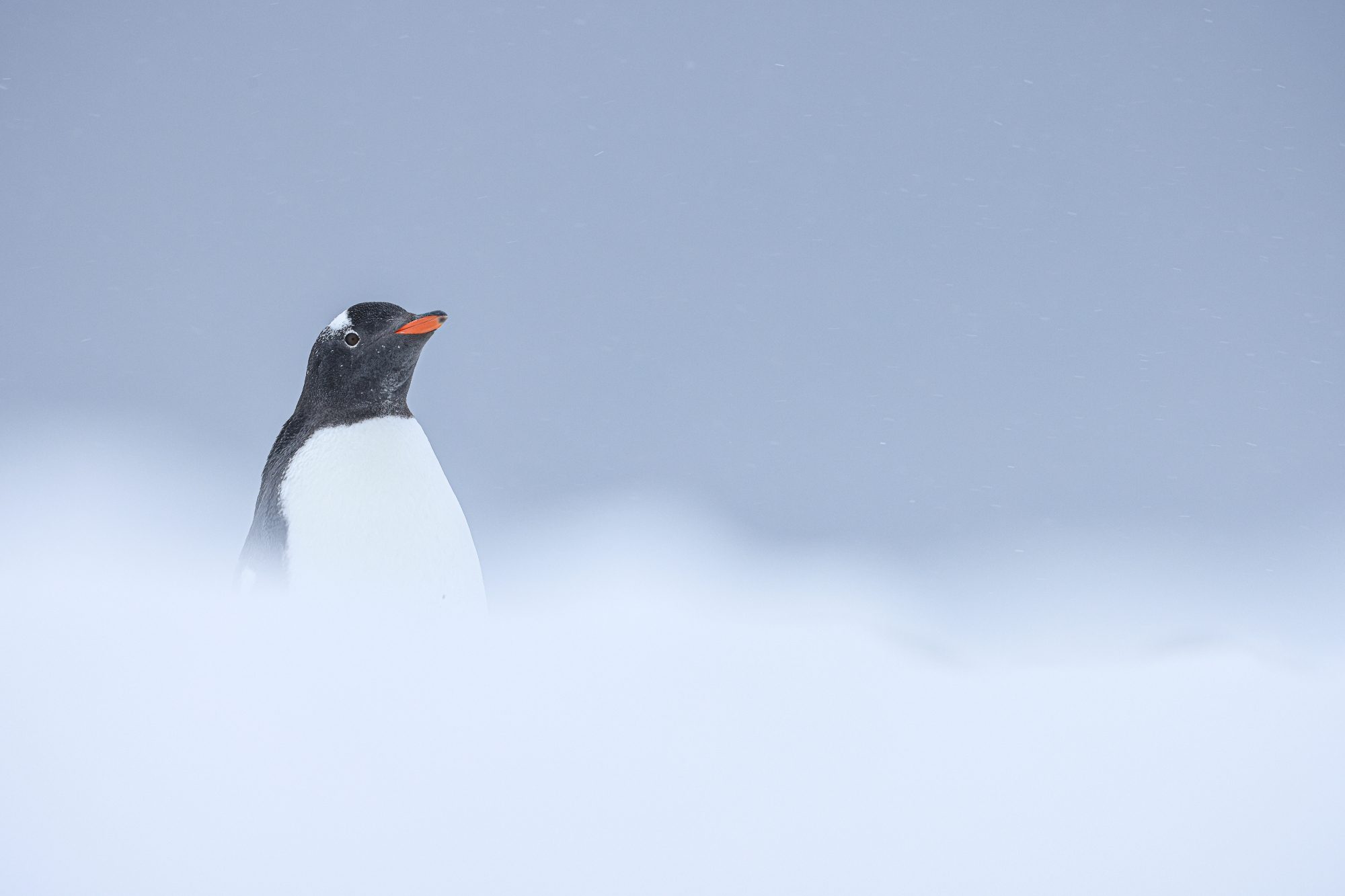 Foto: Piet van den Bemd, Poseidon Expeditions