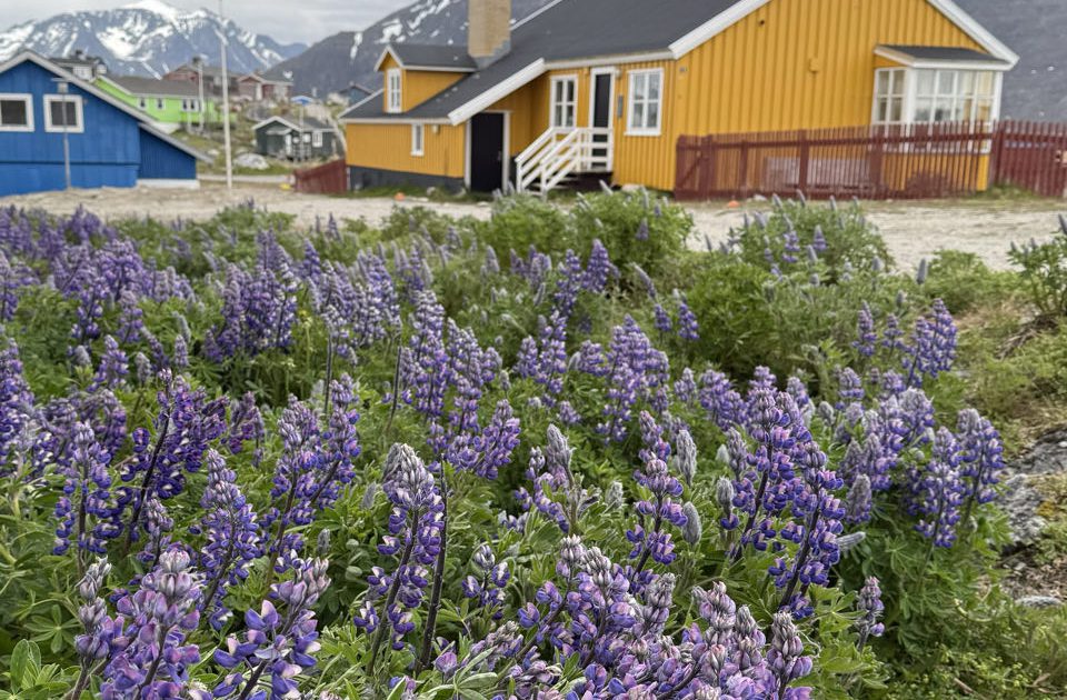 Lupine Lupine